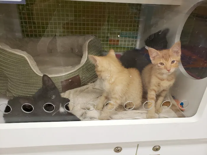 Petco Picture 4