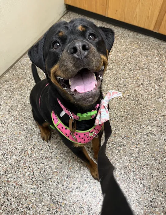 Hopewell Veterinary Group Inc Picture 9