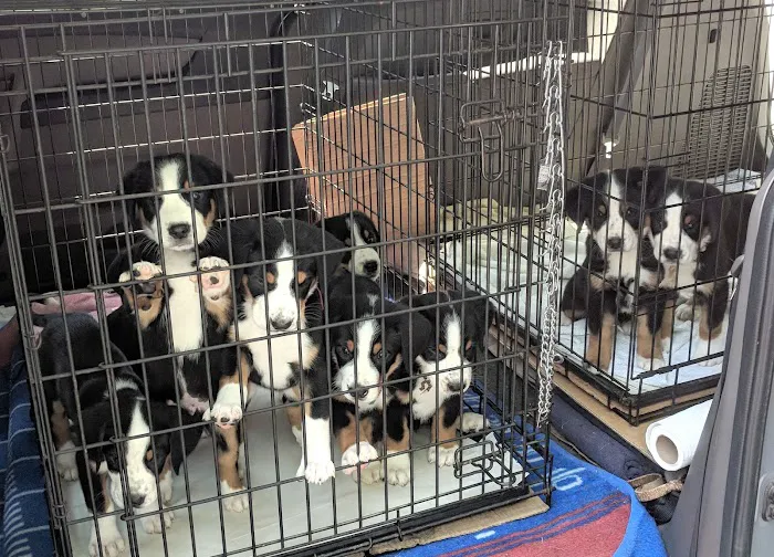Hopewell Veterinary Group Inc Picture 7