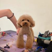 ham + bone Queen Village ico