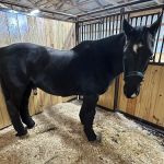 Garden State Equine Veterinary Dentistry, LLC