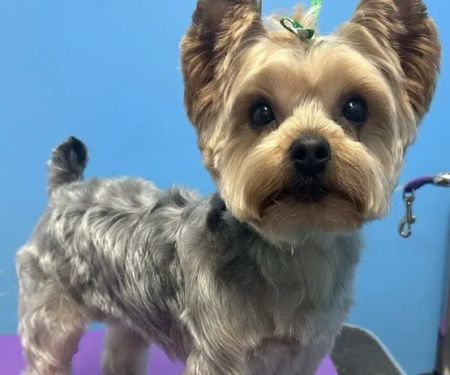 Lawrence Animal Hospital