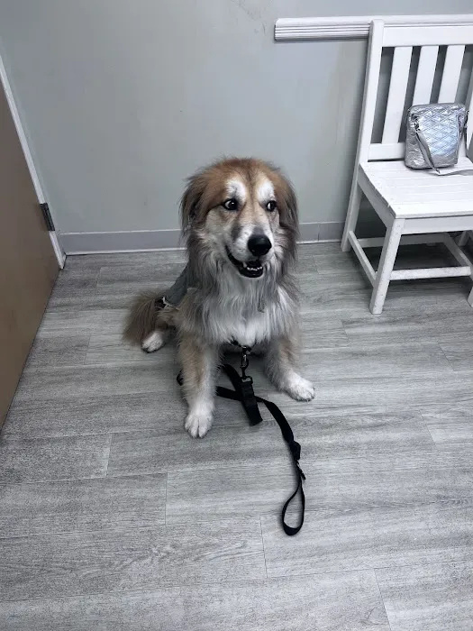 Lawrence Animal Hospital Picture 9