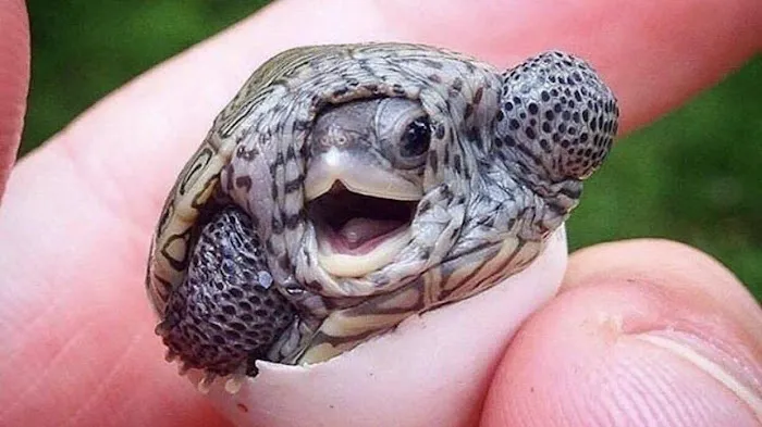 Turtle Store Picture 1