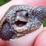Turtle Store