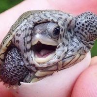Turtle Store ico