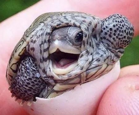 Turtle Store