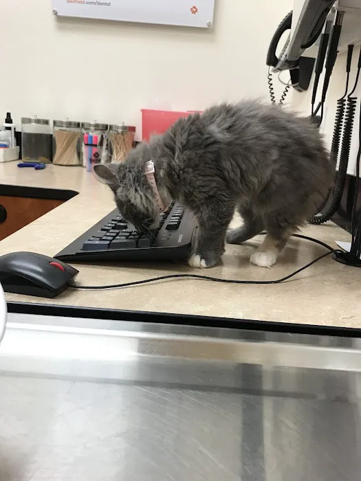 Banfield Pet Hospital Picture 4