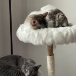 Nassau Animal Hospital