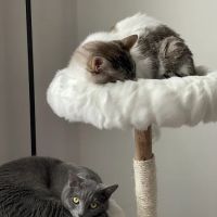 Nassau Animal Hospital ico