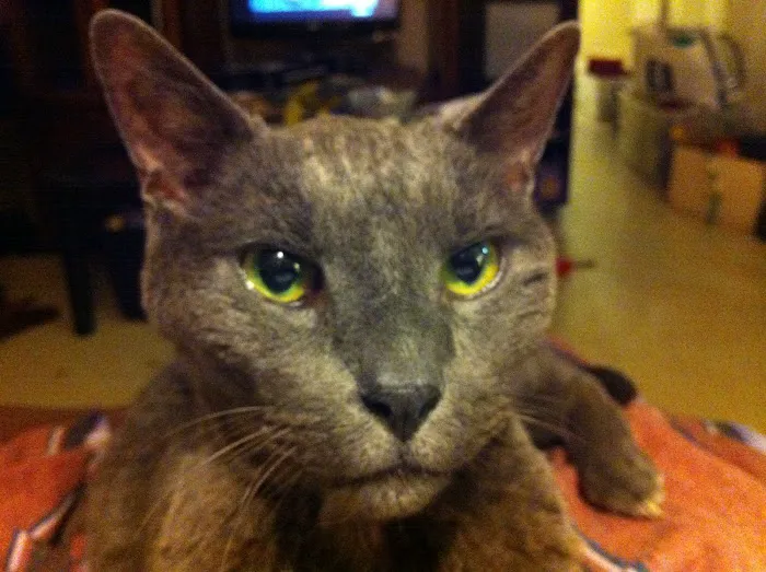 Nassau Animal Hospital Picture 8