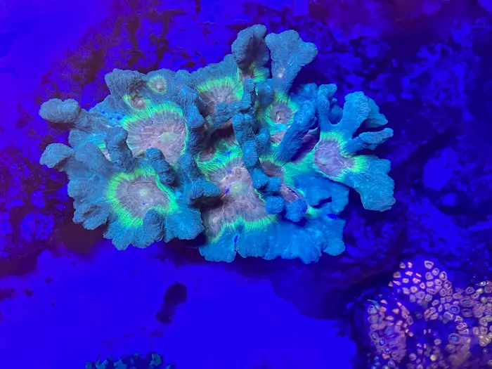Riverside Reef Aquatics LLC Picture 3
