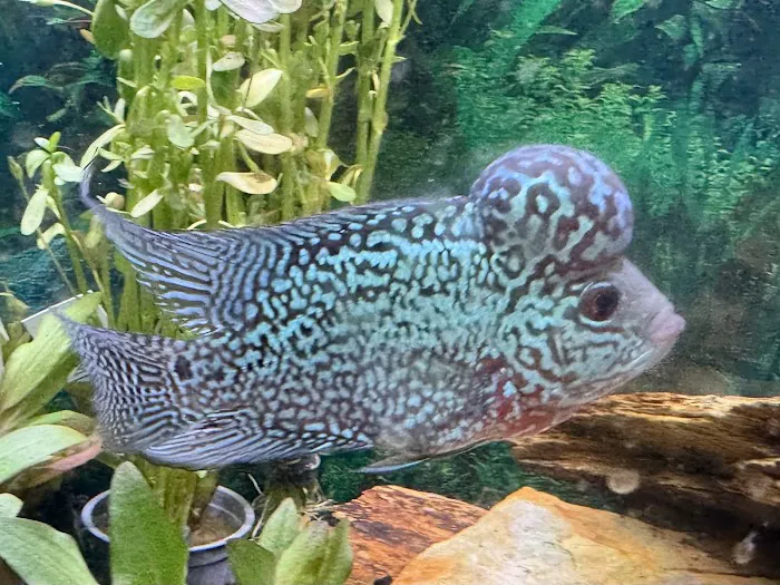 Riverside Reef Aquatics LLC Picture 1