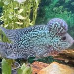 Riverside Reef Aquatics LLC