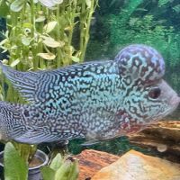 Riverside Reef Aquatics LLC ico