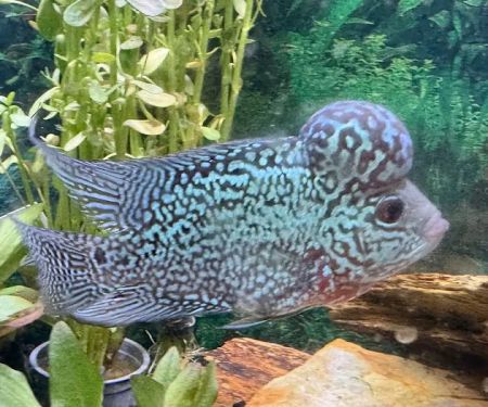 Riverside Reef Aquatics LLC