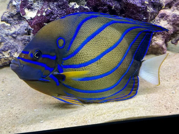 Riverside Reef Aquatics LLC Picture 7