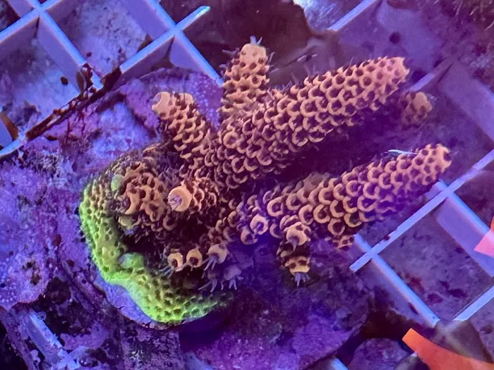 Riverside Reef Aquatics LLC Picture 5