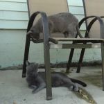 Princeton Vets: Animal Hospital at Kingston & Blawenburg