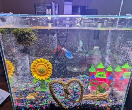 Petco