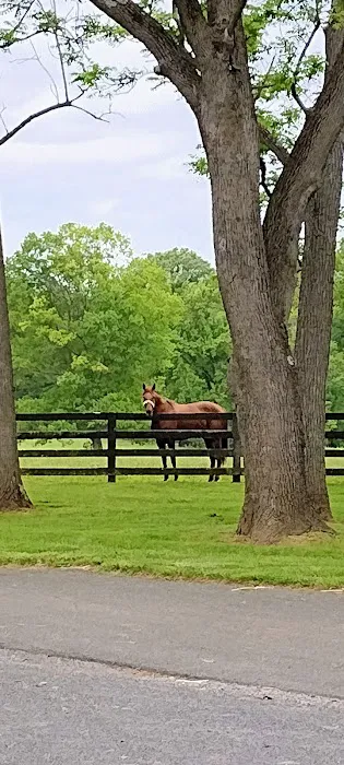 Hogan Equine Llc Picture 1