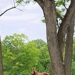 Hogan Equine Llc