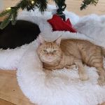 All Fur Paws Animal Hospital