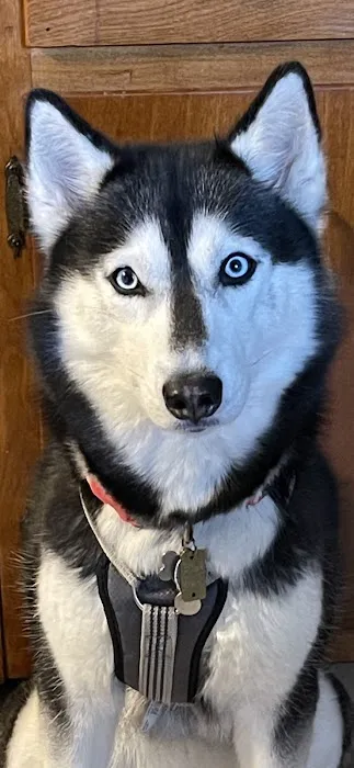 All Fur Paws Animal Hospital Picture 5