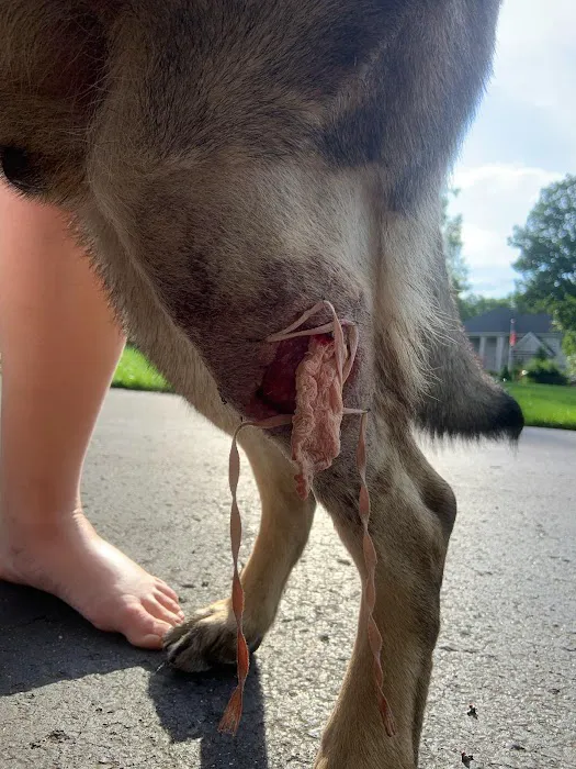 All Fur Paws Animal Hospital Picture 7