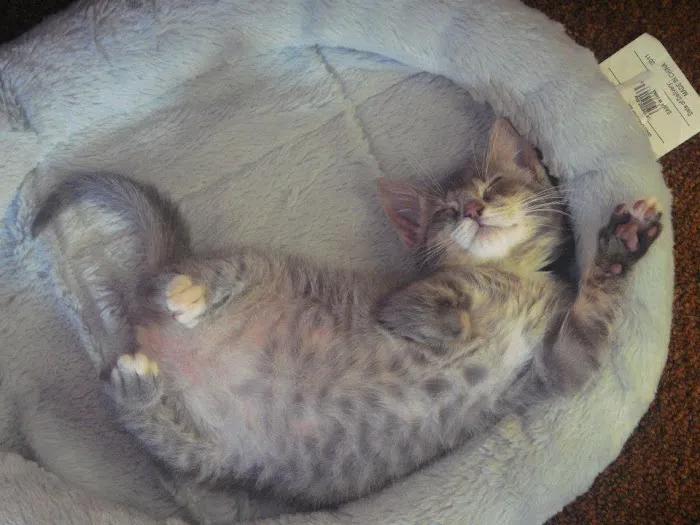 All Fur Paws Animal Hospital Picture 8