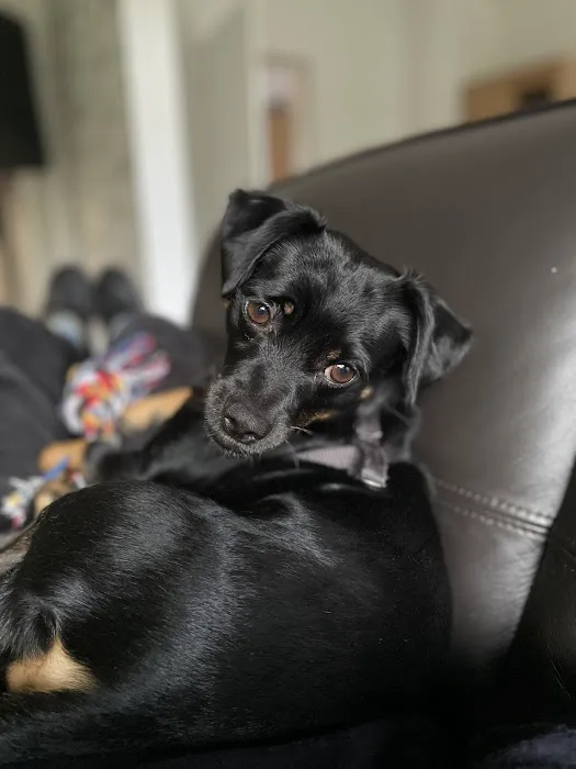 All the Dogs Picture 2