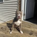 Millstone Animal Hospital