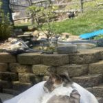 Blue Run Veterinary Wellness Services