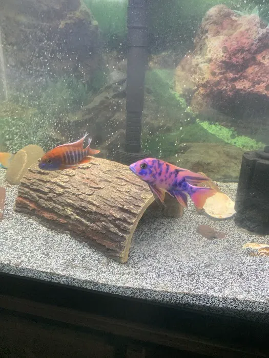 Keystone Cichlids, LLC Picture 1