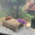 Keystone Cichlids, LLC