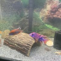Keystone Cichlids, LLC ico