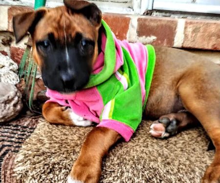 The Affordable Spay Neuter Clinic
