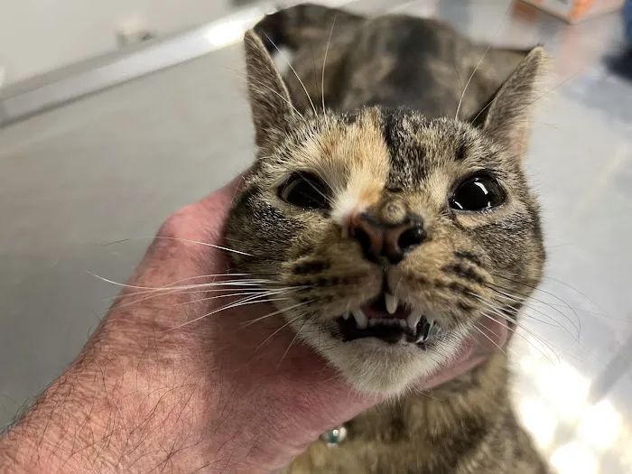 The Affordable Spay Neuter Clinic Picture 4