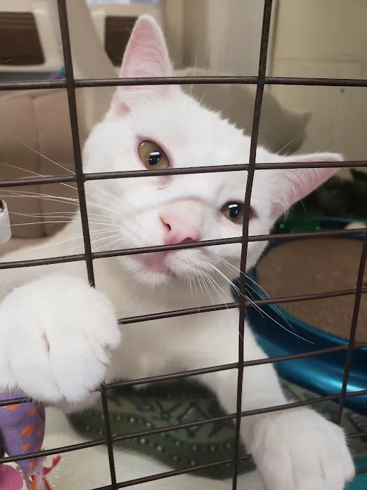 The Affordable Spay Neuter Clinic Picture 7