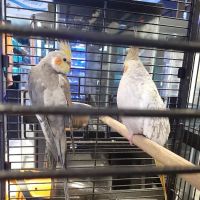 Exotic Fish & Pets ico