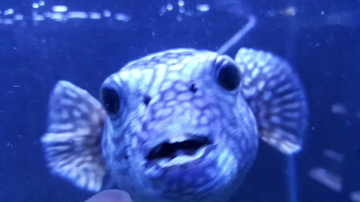 Exotic Fish & Pets Picture 2