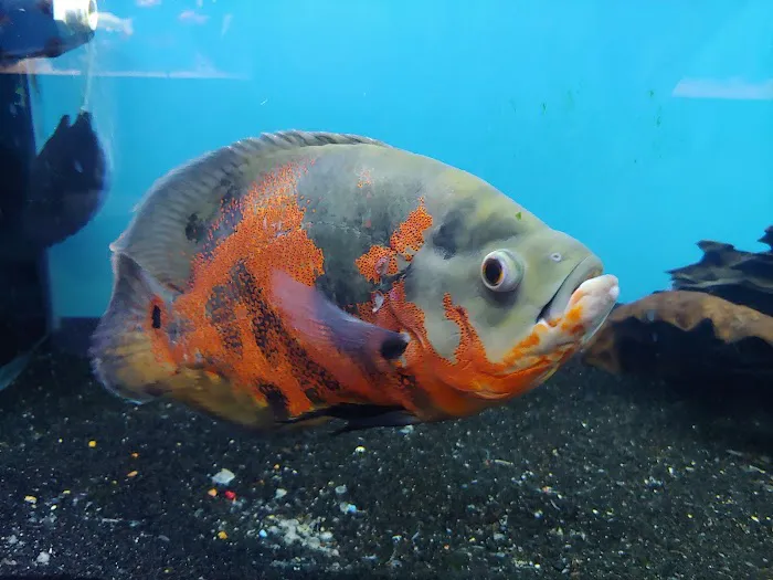 Exotic Fish & Pets Picture 10