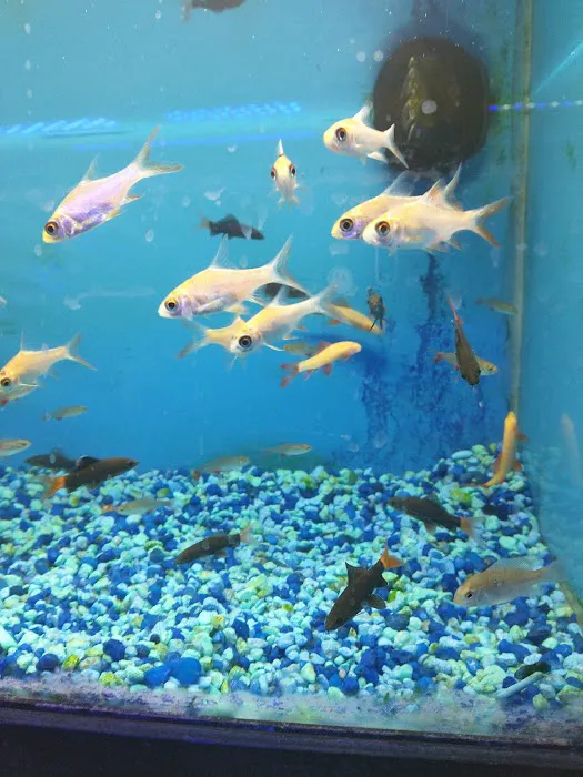 Exotic Fish & Pets Picture 7