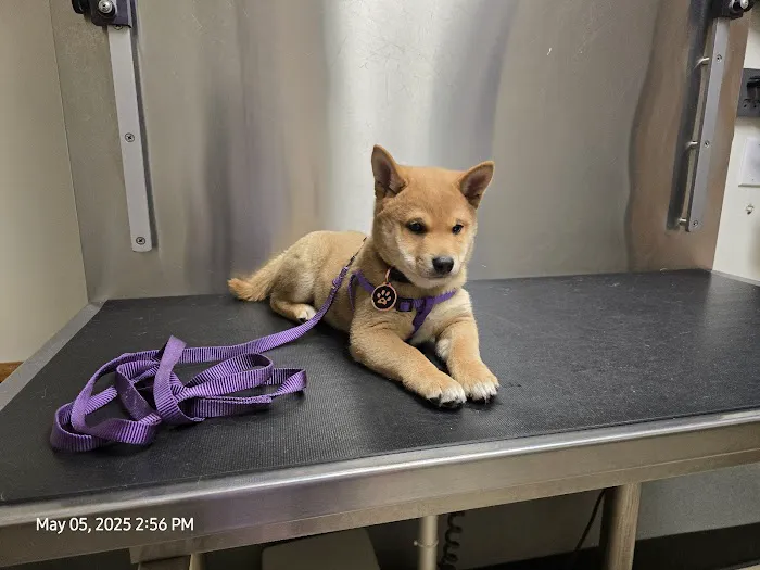 VCA French Creek Animal Hospital Picture 4