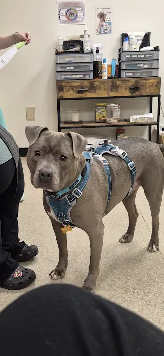 VCA French Creek Animal Hospital Picture 8