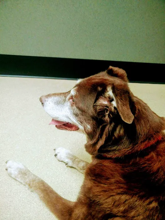 VCA French Creek Animal Hospital Picture 9