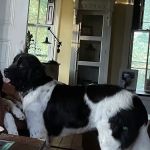 PetSmart Veterinary Services - Pottstown