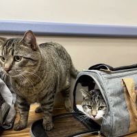 Ludwig's Corner Veterinary Hospital ico