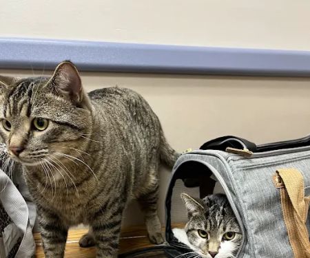 Ludwig's Corner Veterinary Hospital