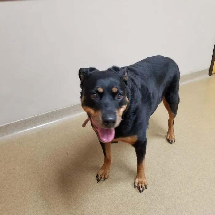 Ludwig's Corner Veterinary Hospital Picture 2